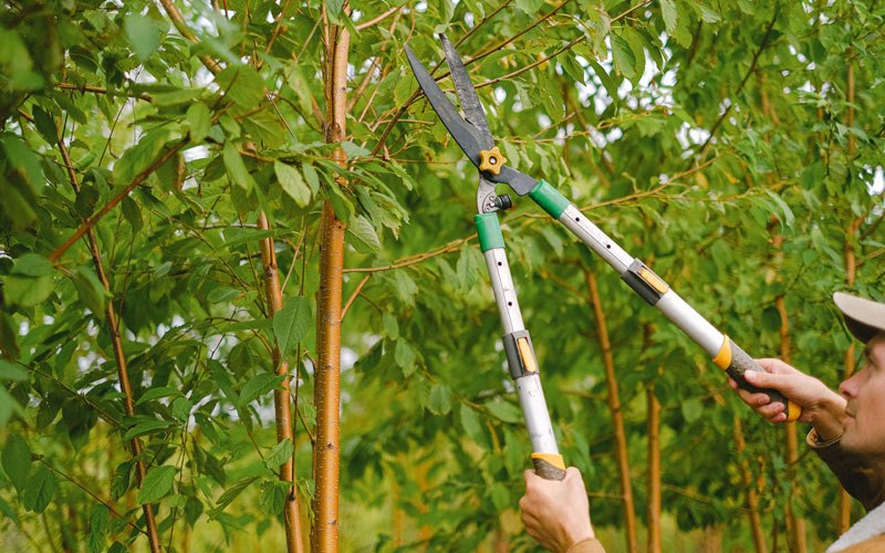 Tree trimming in Canyonville, OR